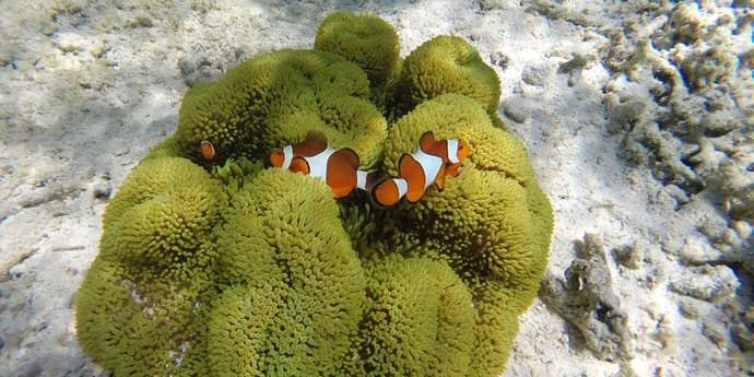 Classic Bali & Komodo Island