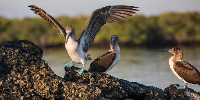 Galápagos Express Adventure: Wilderness & Wildlife
