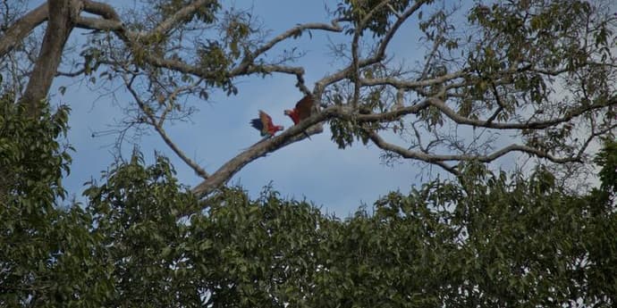 Local Living Ecuador—Amazon Jungle