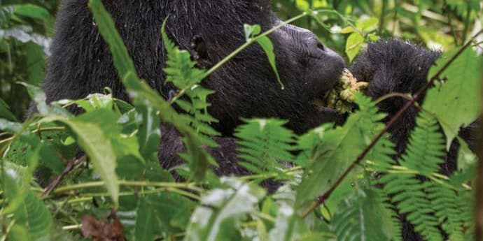 Journeys: Wild Encounters in Rwanda