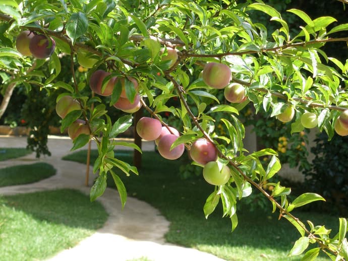 ARIADNE STUDIOS SKYROS, 