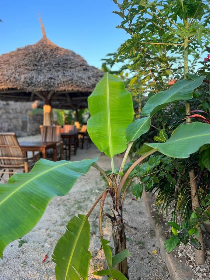 Mbuyuni Lodge Nungwi, 