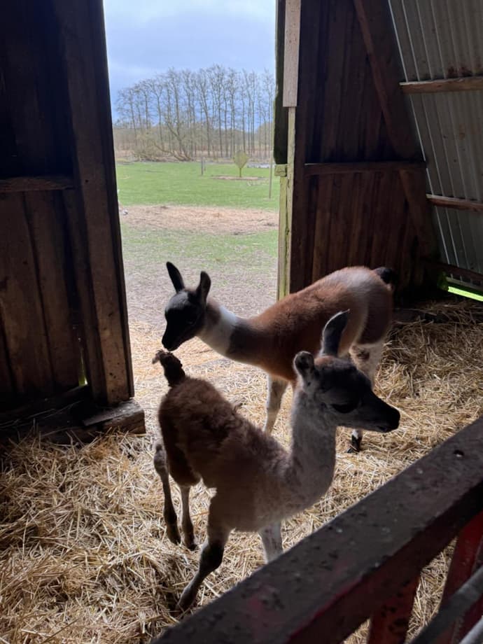 Billund Farm Holiday, 