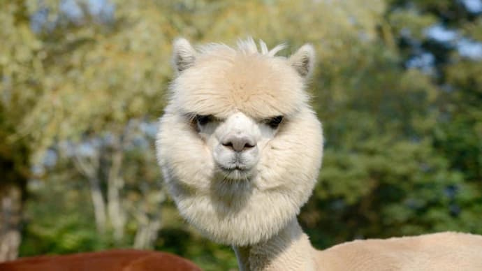 Inca Magic, Private Tour