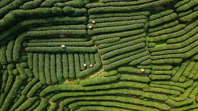 4 Days in Hangzhou: Tea Heritage, Private Tour