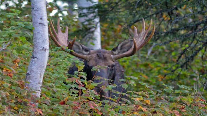 Balade au fil du Saint-Laurent