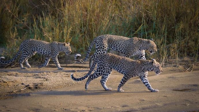 Wonders of Kenya 4x4 Jeep Safari