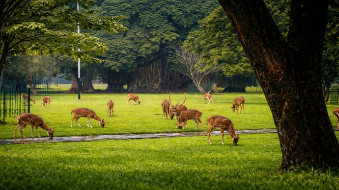 Giardini Botanici di Bogor