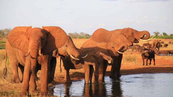 Combiné Jacaranda Indian Ocean & Tsavo Amboseli Safari