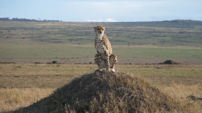 Combiné du Mara au Serengeti