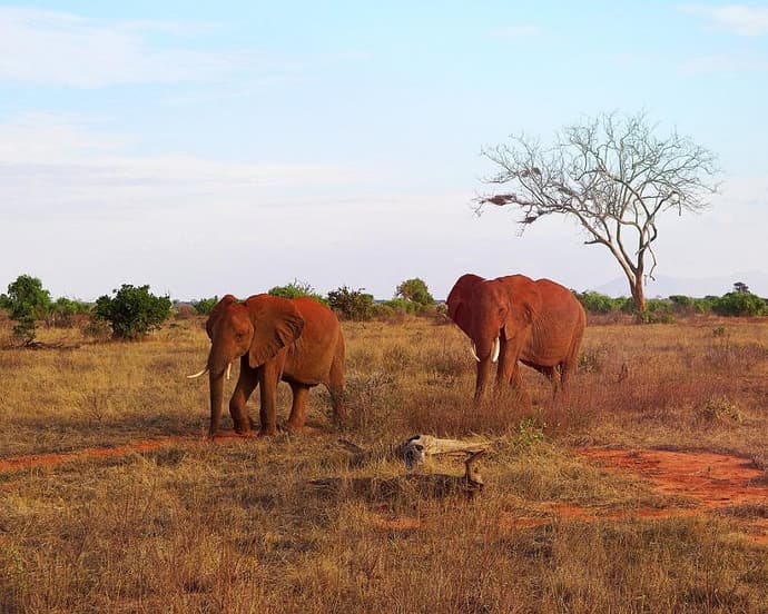 Safari "Savanne & Regenwald"