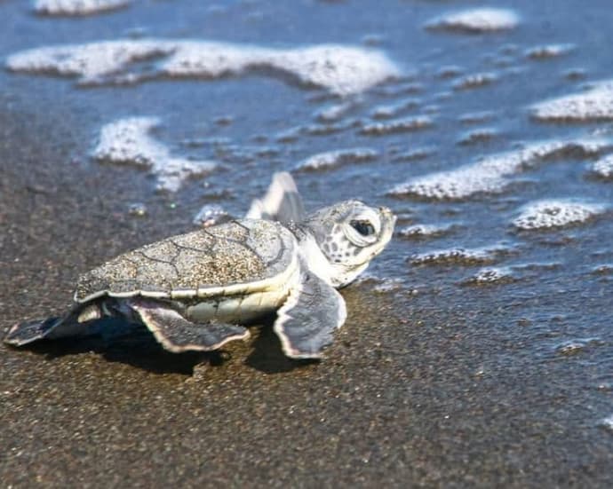 Mini Tortuguero desde San José - Costa Rica a la carta