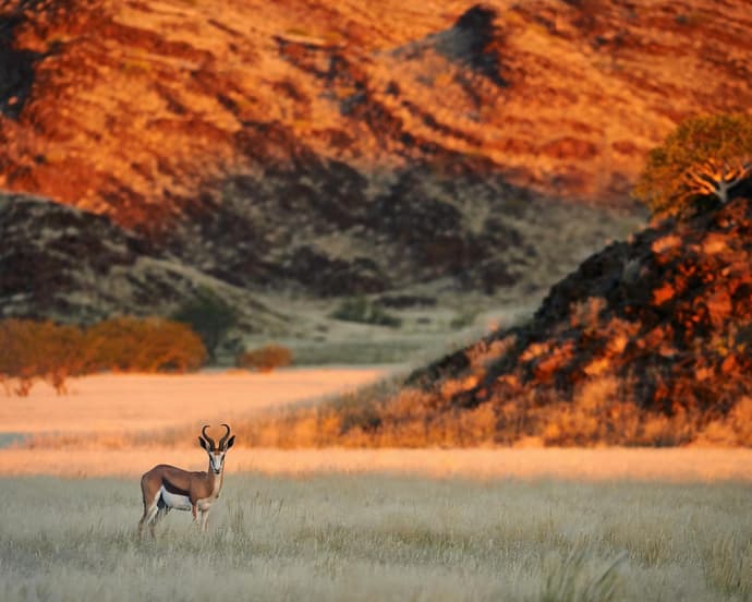 Encantos da Namíbia