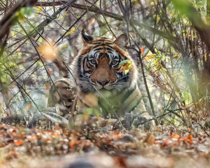 Il ruggito dell'India