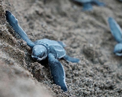 Turtles in Bahía Solano