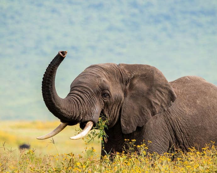 Migraciones y Etnias - Categoría B