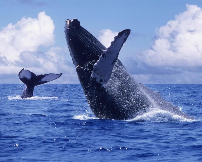 Ballenas a la vista - Bahía Solano
