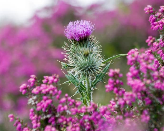 EXPLORE SCOZIA Panorami e Castelli delle Highlands
