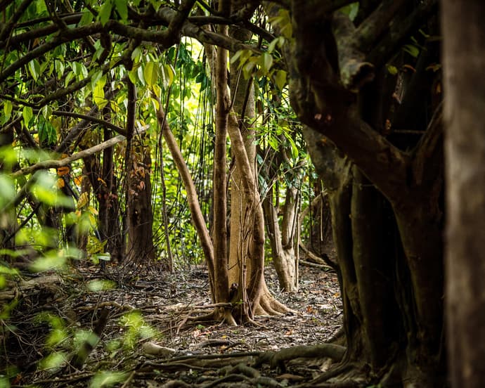 Inírida: Montaña de los Dioses
