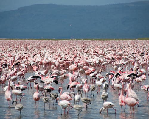 EXTENSION A NAKURU/MAASAI MARA SUPERIOR 3 NOCHES 2026 - Salidas Martes - Tour Ext. IV