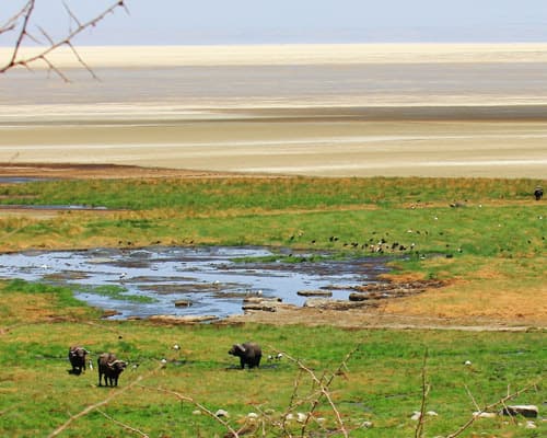 4-Day Tanzania Safari: Arusha | Lake Manyara | Ngorongoro