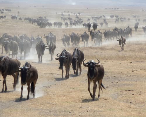 SAFARI KST 314 - SERENA LODGES 2026 - Tour VII