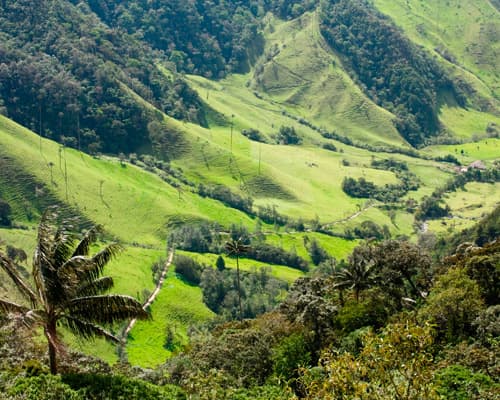 Plan Cacao, Palmas & Café