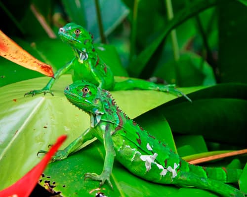 Costa Rica Mágica con coche de alquiler