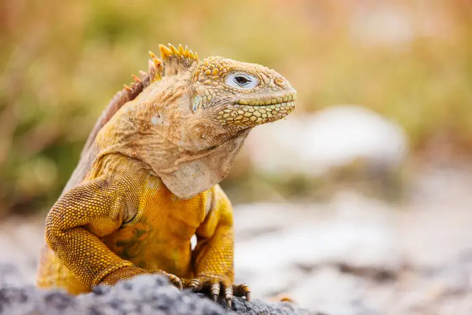 Machu Picchu & Galapagos