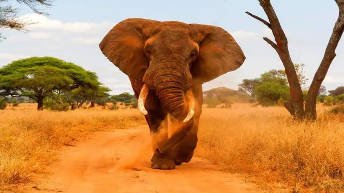Simba Safari, Serena Lodges — Privattour