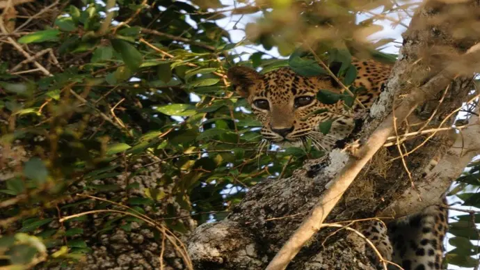 Leopards and Endemic Birds of Sri Lanka