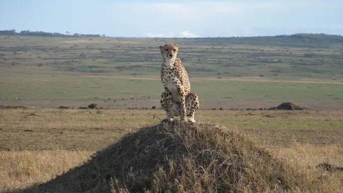 Combiné du Mara au Serengeti