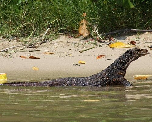 Balapitiya, Sri Lanka