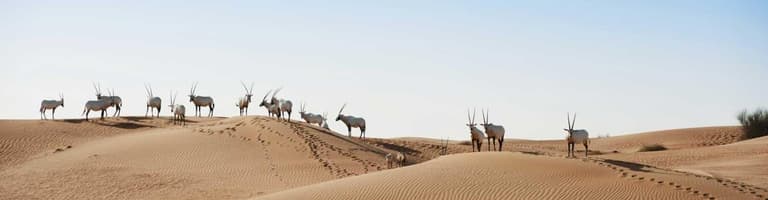 Al Maha, United Arab Emirates