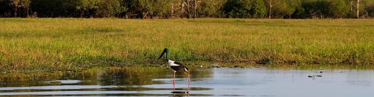 Jabiru, Australië