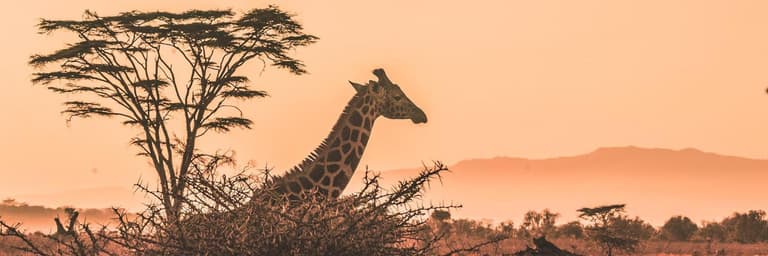 Εικόνα - Αφρική