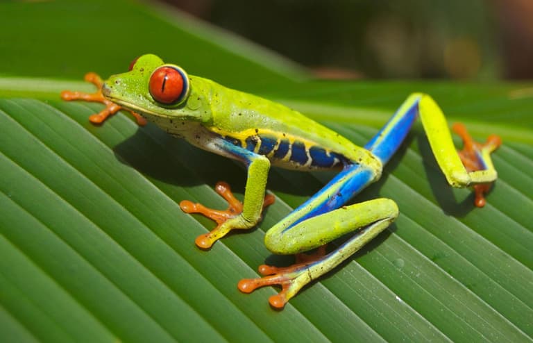 Beeld - Het beste van Costa Rica - 22 dagen