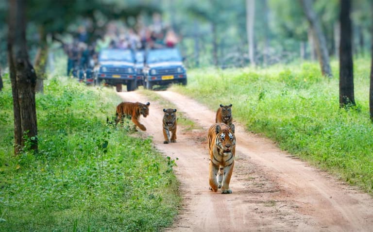 Image - Wildlife Safaris