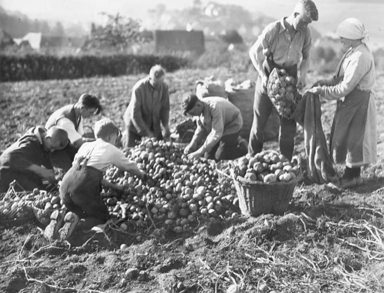 Podoba - Krompirjeve počitnice