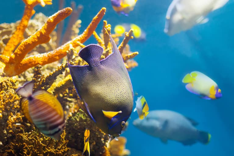 Immagine - Marsa Alam