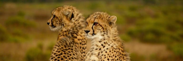 Immagine - Sud Africa & Seychelles