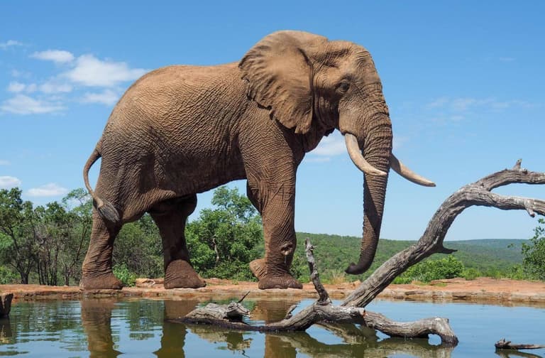 Beeld - Symphony Travel