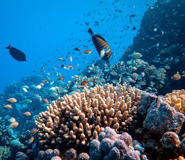 Image - Sharm el-Sheikh