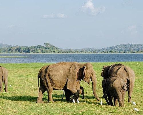 Minneriya, Sri Lanka