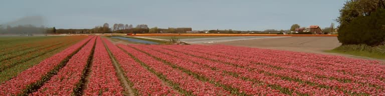 Lisse, Olanda