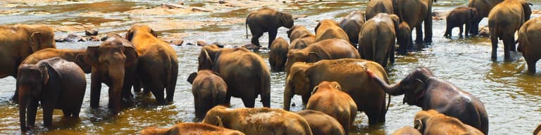 Pinnawala, Sri Lanka