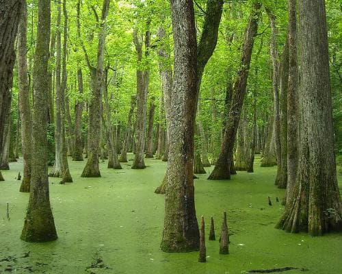 Pearl MS, Stati Uniti d'America