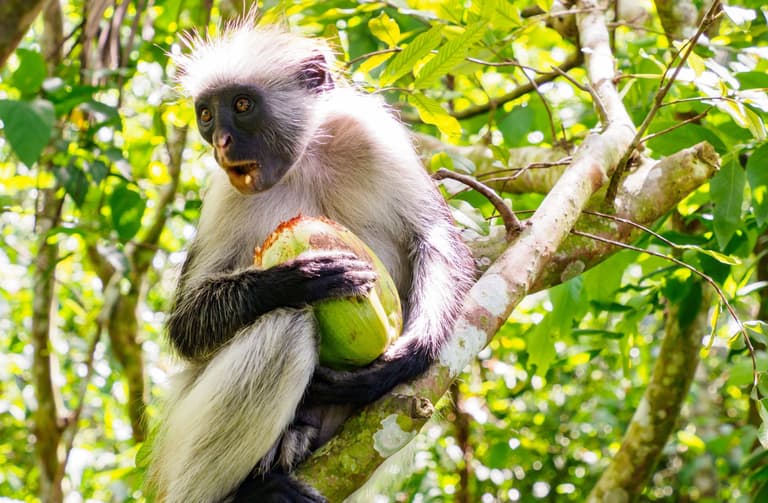 Immagine - Spezie, foreste e antiche città di pietra