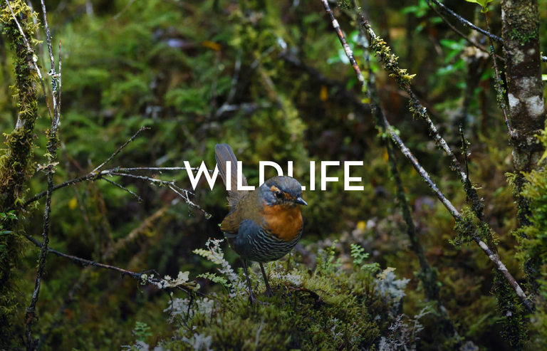 Imagen - HOT AIR BALLONS