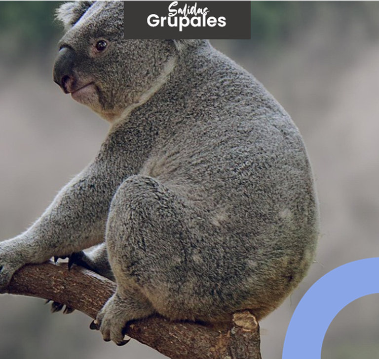 Imagen - Australia & Nueva Zelanda